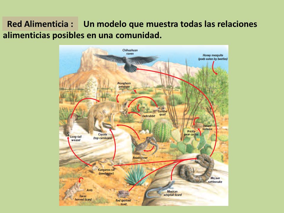 Un modelo que muestra todas las relaciones alimenticias posibles en una comunidad.