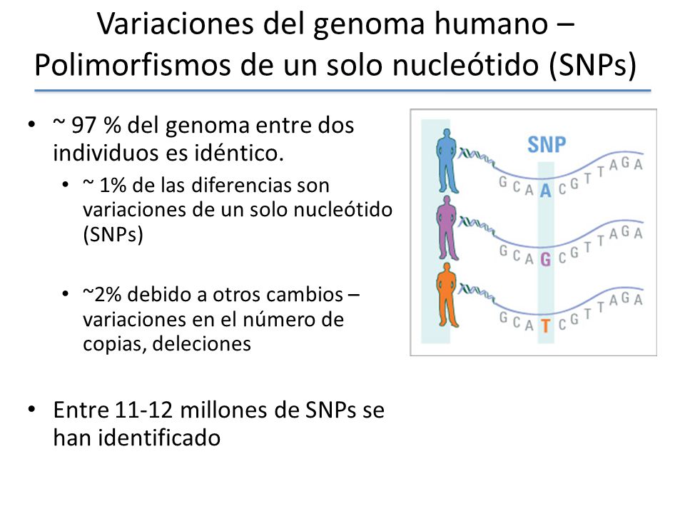 Variaciones del genoma humano – Polimorfismos de un solo nucleótido (SNPs)
