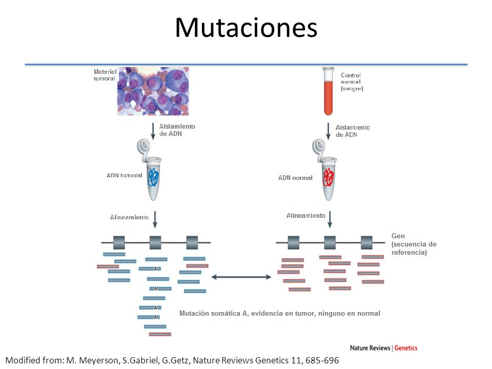 Mutaciones Modified from: M. Meyerson, S.Gabriel, G.Getz, Nature Reviews Genetics 11,