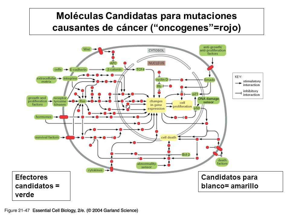 Moléculas Candidatas para mutaciones causantes de cáncer ( oncogenes =rojo)