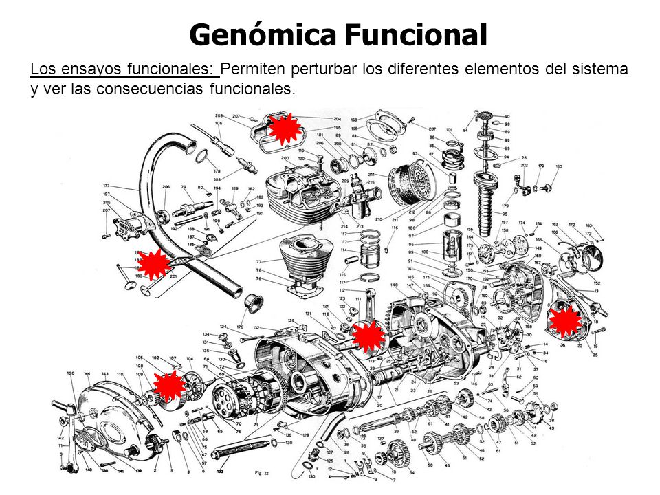 Genómica Funcional Los ensayos funcionales: Permiten perturbar los diferentes elementos del sistema y ver las consecuencias funcionales.