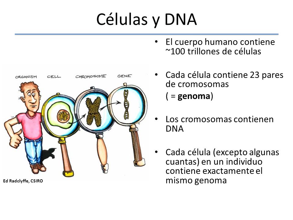 Células y DNA El cuerpo humano contiene ~100 trillones de células