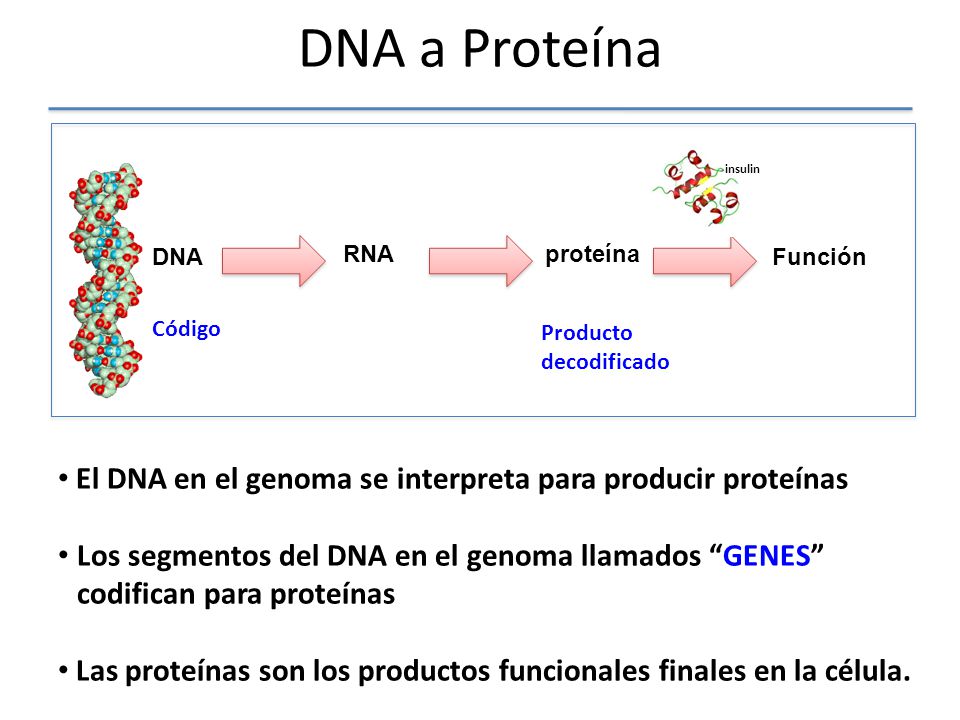 DNA a Proteína DNA. RNA. Función. proteína. Código. Producto. decodificado. insulin.