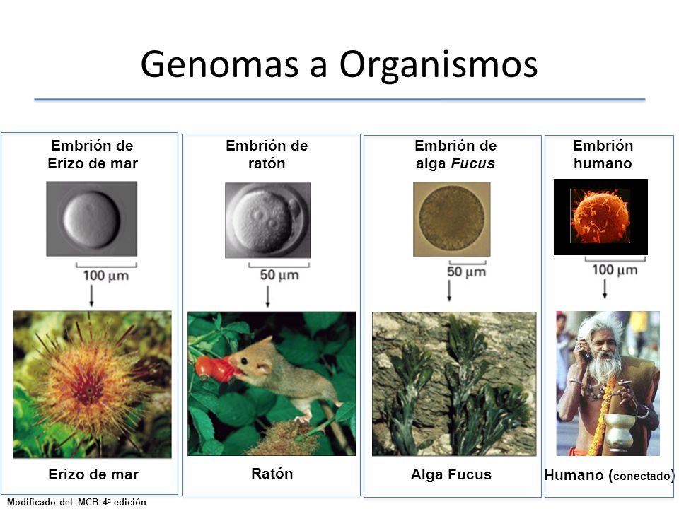 Genomas a Organismos Embrión de Erizo de mar Embrión de ratón