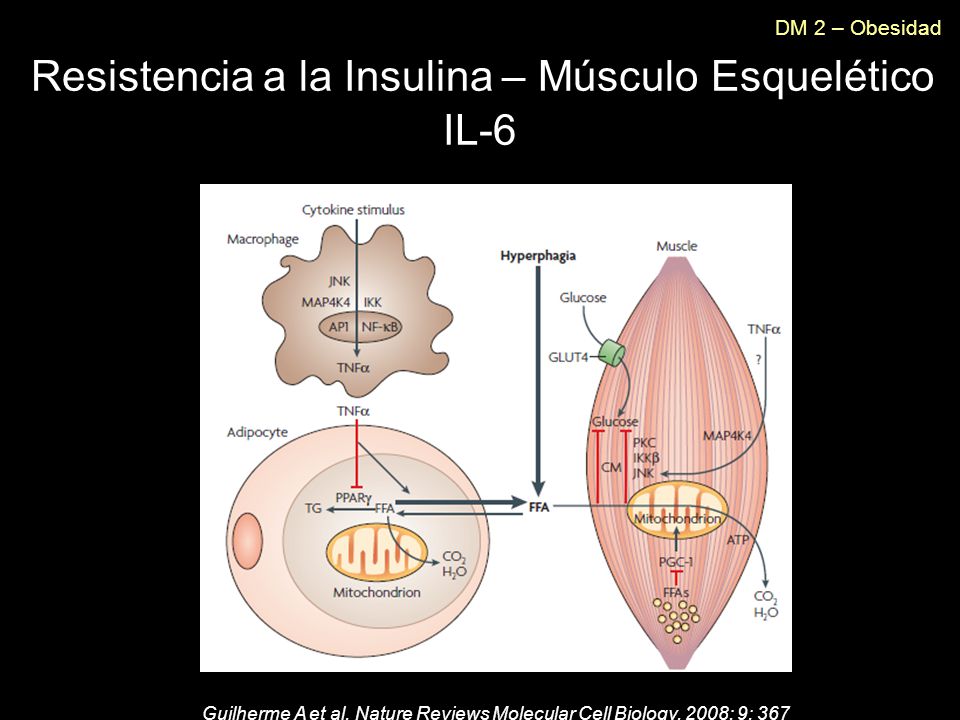DM 2 – Obesidad Resistencia a la Insulina – Músculo Esquelético IL-6
