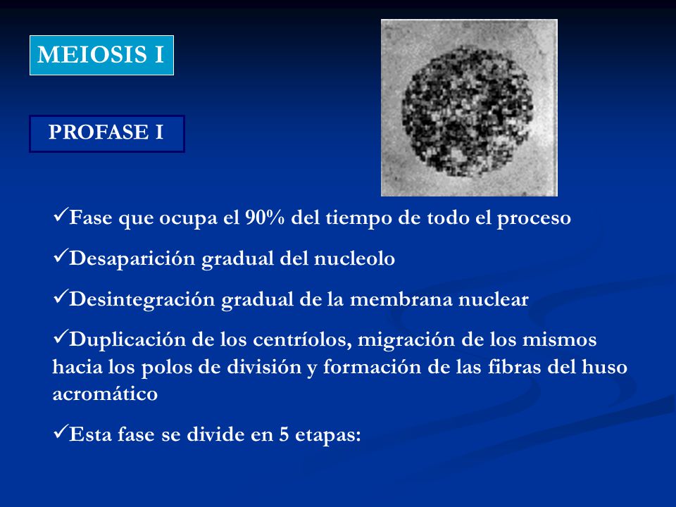 MEIOSIS I PROFASE I. Fase que ocupa el 90% del tiempo de todo el proceso. Desaparición gradual del nucleolo.