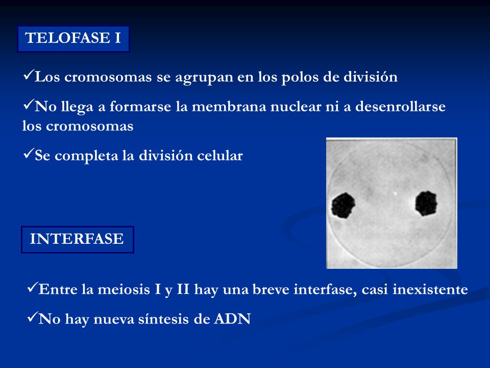 TELOFASE I Los cromosomas se agrupan en los polos de división. No llega a formarse la membrana nuclear ni a desenrollarse los cromosomas.
