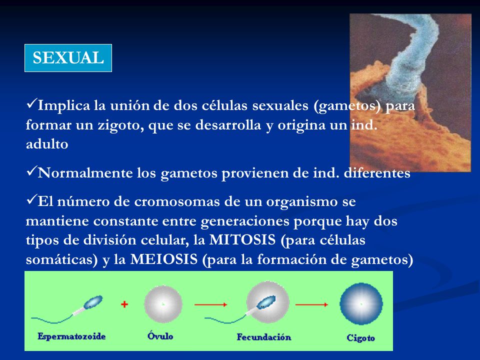 SEXUAL Implica la unión de dos células sexuales (gametos) para formar un zigoto, que se desarrolla y origina un ind. adulto.