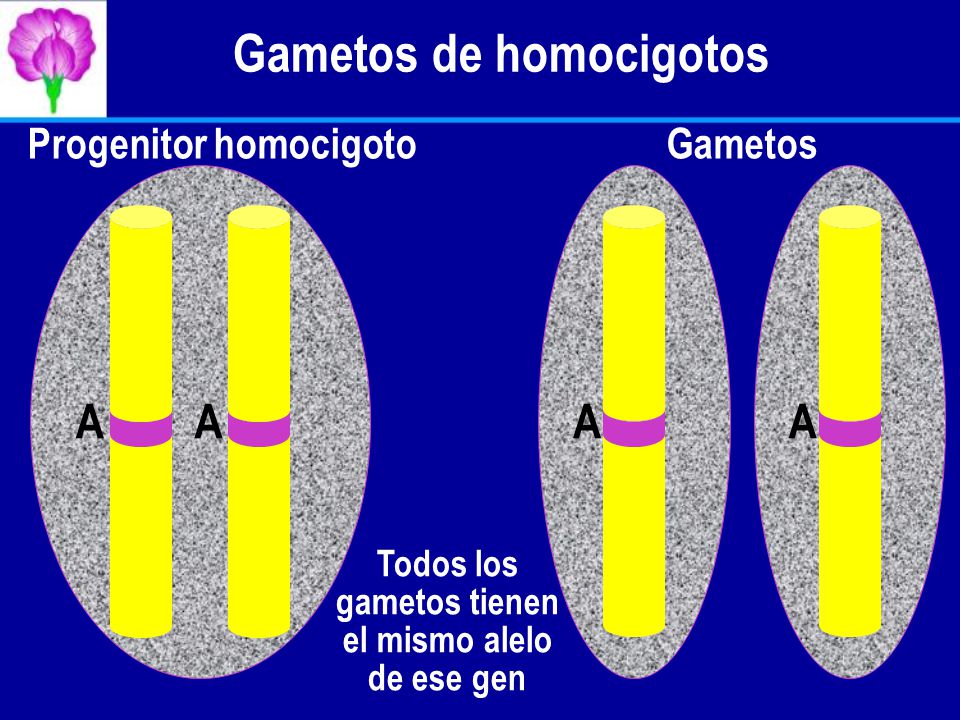 Gametos de homocigotos