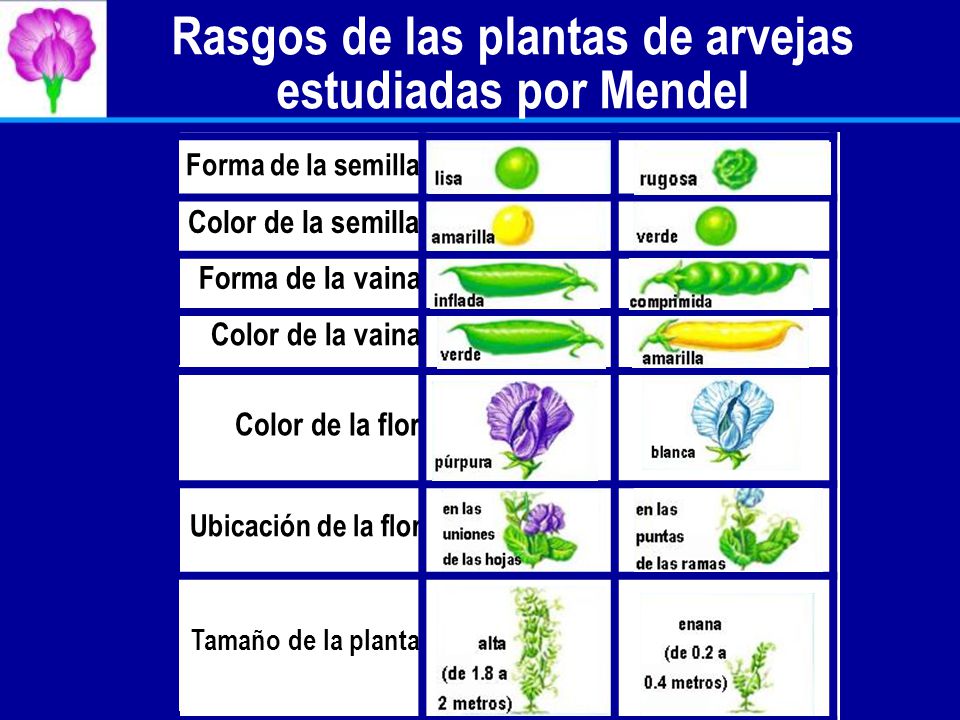 Rasgos de las plantas de arvejas estudiadas por Mendel