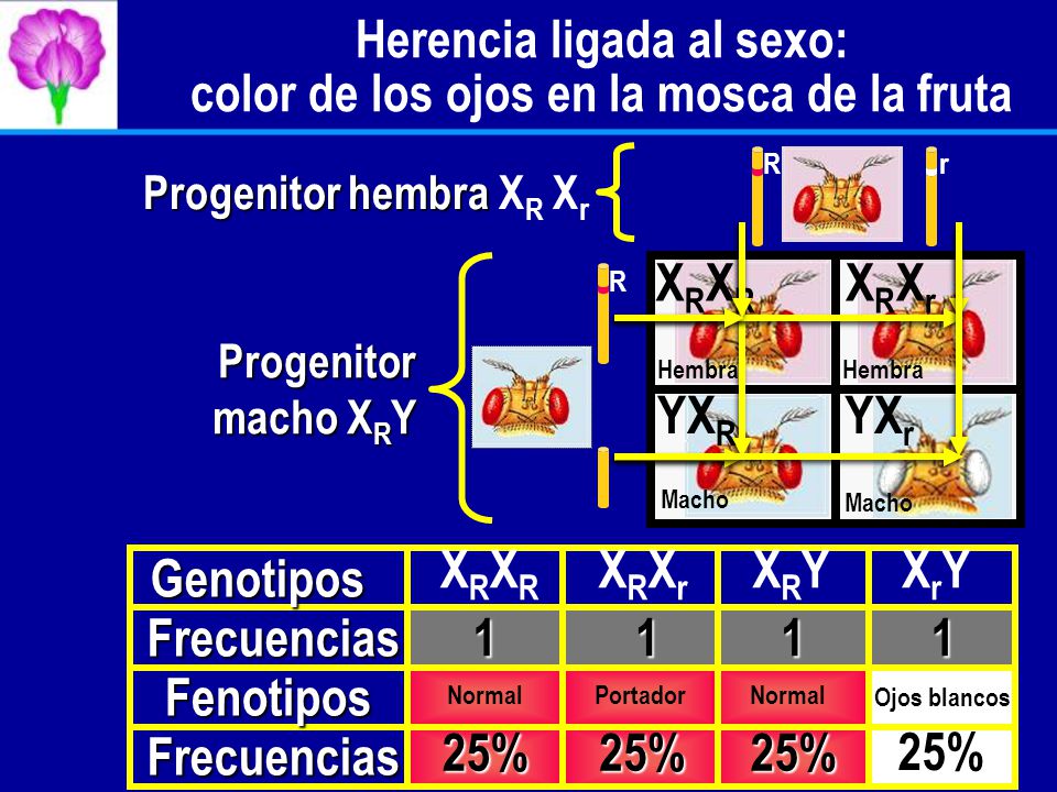 Herencia ligada al sexo: color de los ojos en la mosca de la fruta