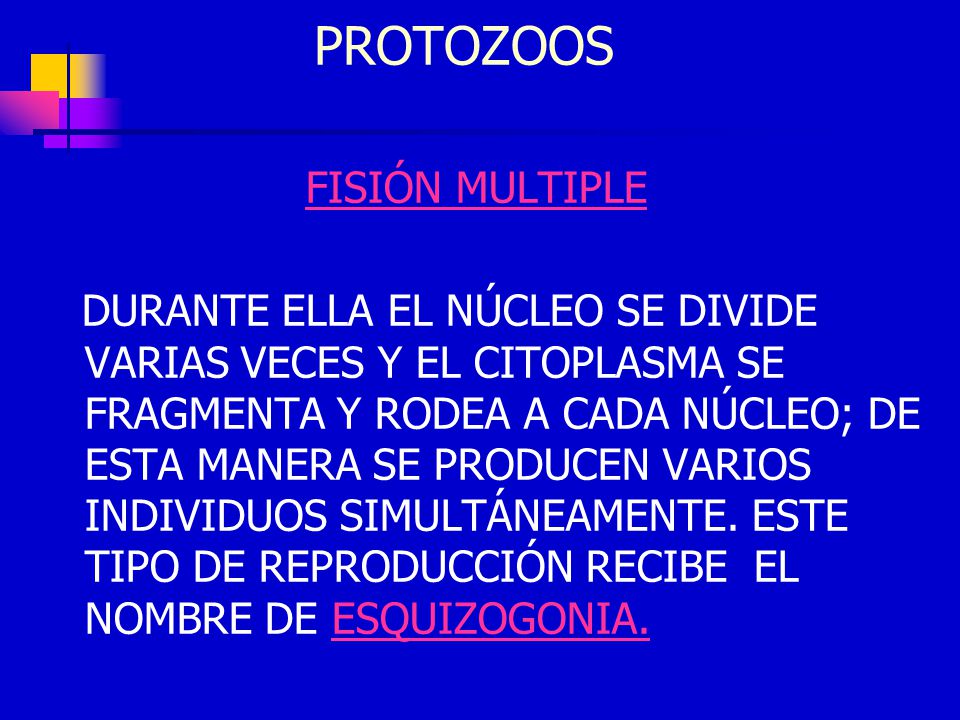 PROTOZOOS FISIÓN MULTIPLE