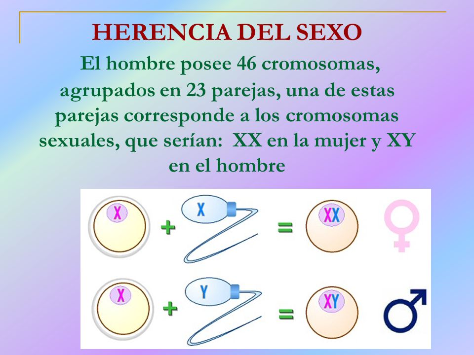 HERENCIA DEL SEXO El hombre posee 46 cromosomas, agrupados en 23 parejas, una de estas parejas corresponde a los cromosomas sexuales, que serían: XX en la mujer y XY en el hombre