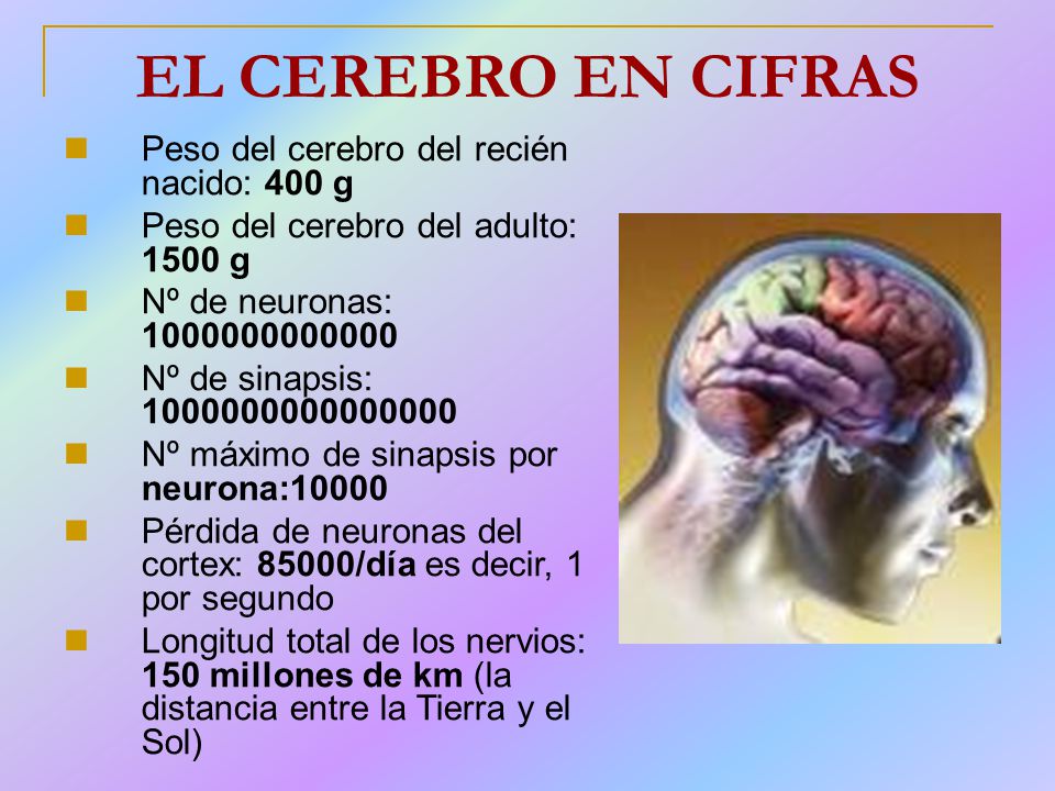 EL CEREBRO EN CIFRAS Peso del cerebro del recién nacido: 400 g