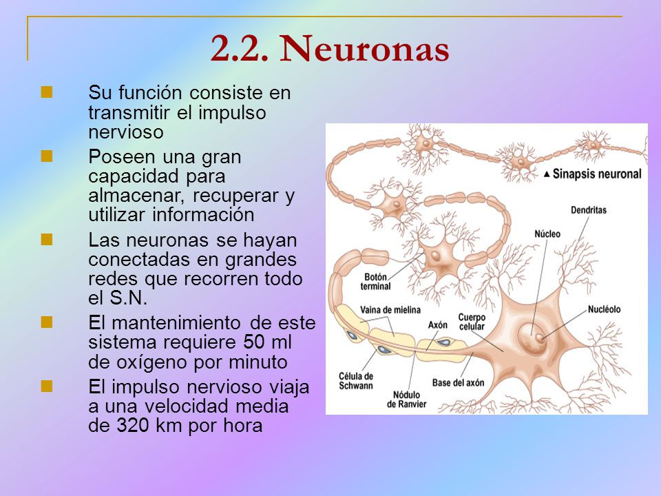 2.2. Neuronas Su función consiste en transmitir el impulso nervioso