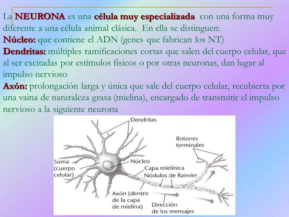 La NEURONA es una célula muy especializada con una forma muy diferente a una célula animal clásica. En ella se distinguen: Núcleo: que contiene el ADN (genes que fabrican los NT) Dendritas: múltiples ramificaciones cortas que salen del cuerpo celular, que al ser excitadas por estímulos físicos o por otras neuronas, dan lugar al impulso nervioso Axón: prolongación larga y única que sale del cuerpo celular, recubierta por una vaina de naturaleza grasa (mielina), encargado de transmitir el impulso nervioso a la siguiente neurona
