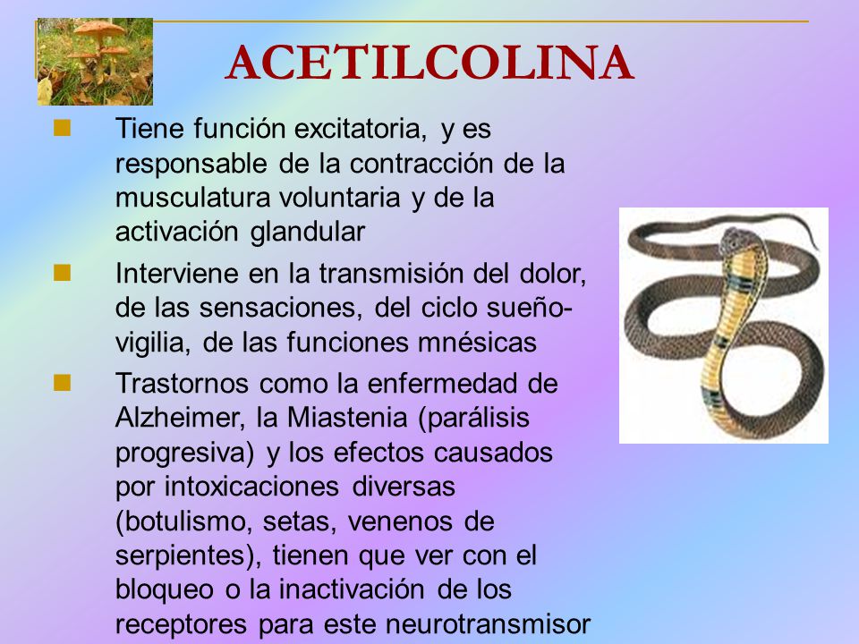 ACETILCOLINA Tiene función excitatoria, y es responsable de la contracción de la musculatura voluntaria y de la activación glandular.