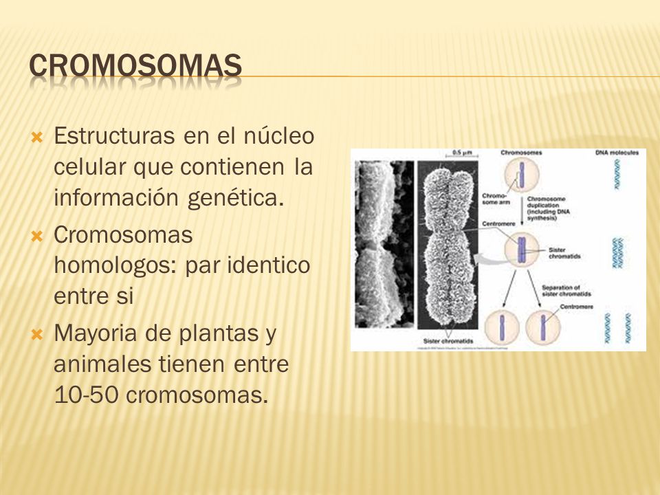 Cromosomas Estructuras en el núcleo celular que contienen la información genética. Cromosomas homologos: par identico entre si.