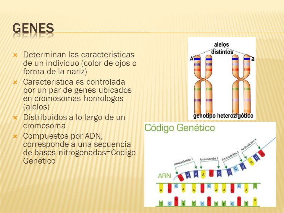 Genes Determinan las caracteristicas de un individuo (color de ojos o forma de la nariz)