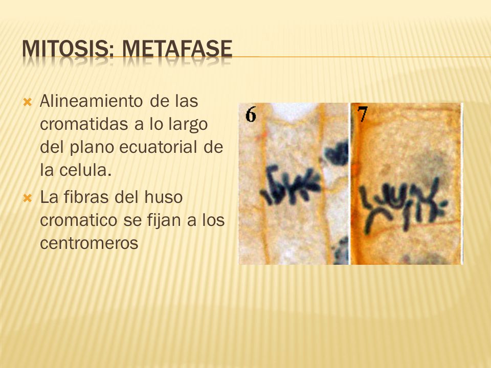 Mitosis: metafase Alineamiento de las cromatidas a lo largo del plano ecuatorial de la celula.