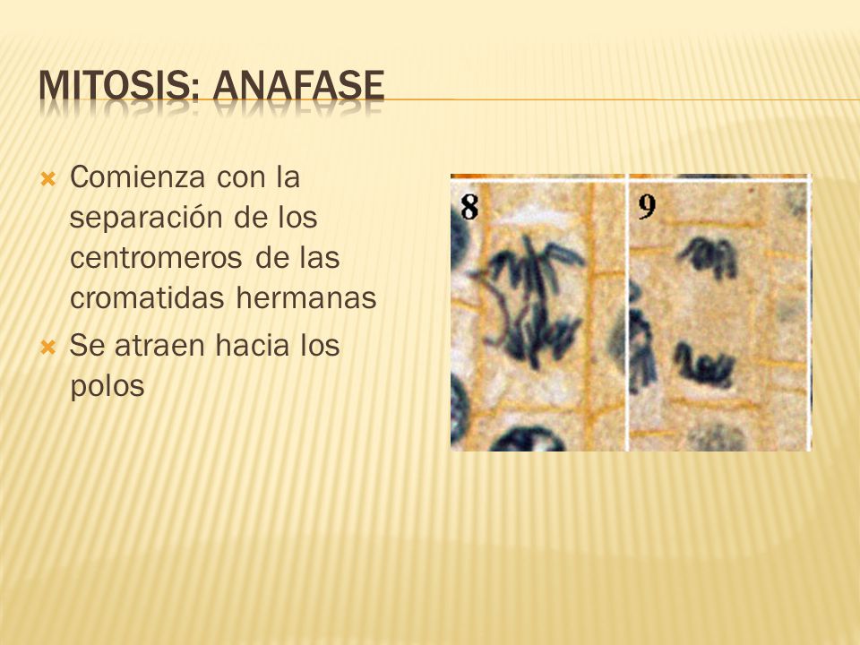 Mitosis: Anafase Comienza con la separación de los centromeros de las cromatidas hermanas.