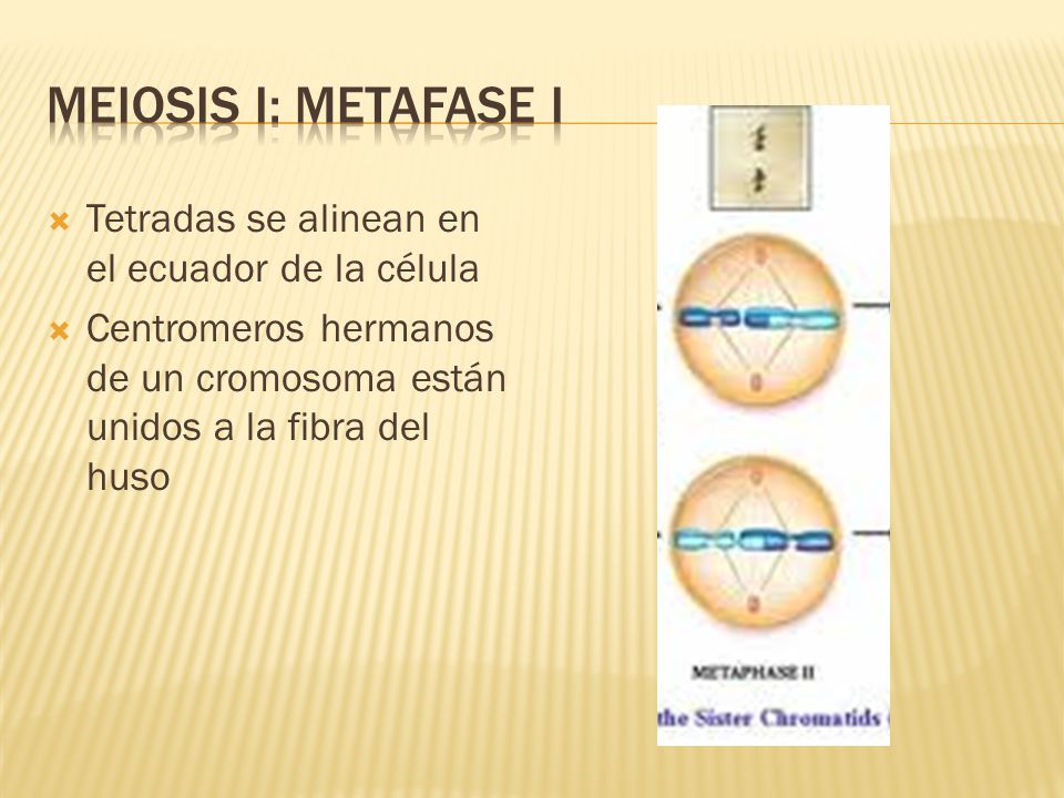 Meiosis I: metafase i Tetradas se alinean en el ecuador de la célula