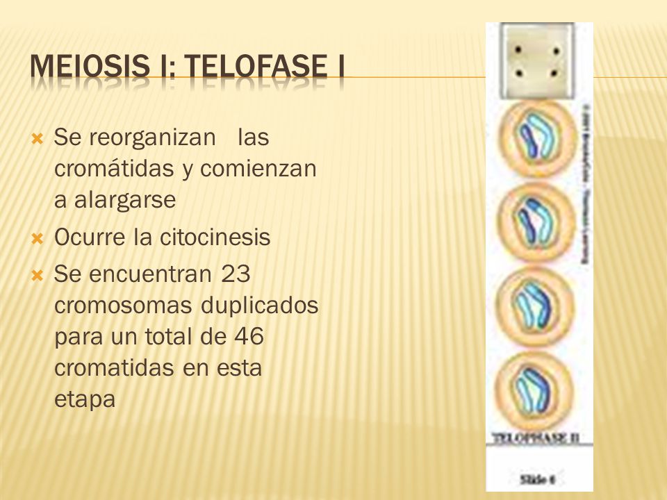 Meiosis i: telofase i Se reorganizan las cromátidas y comienzan a alargarse. Ocurre la citocinesis.