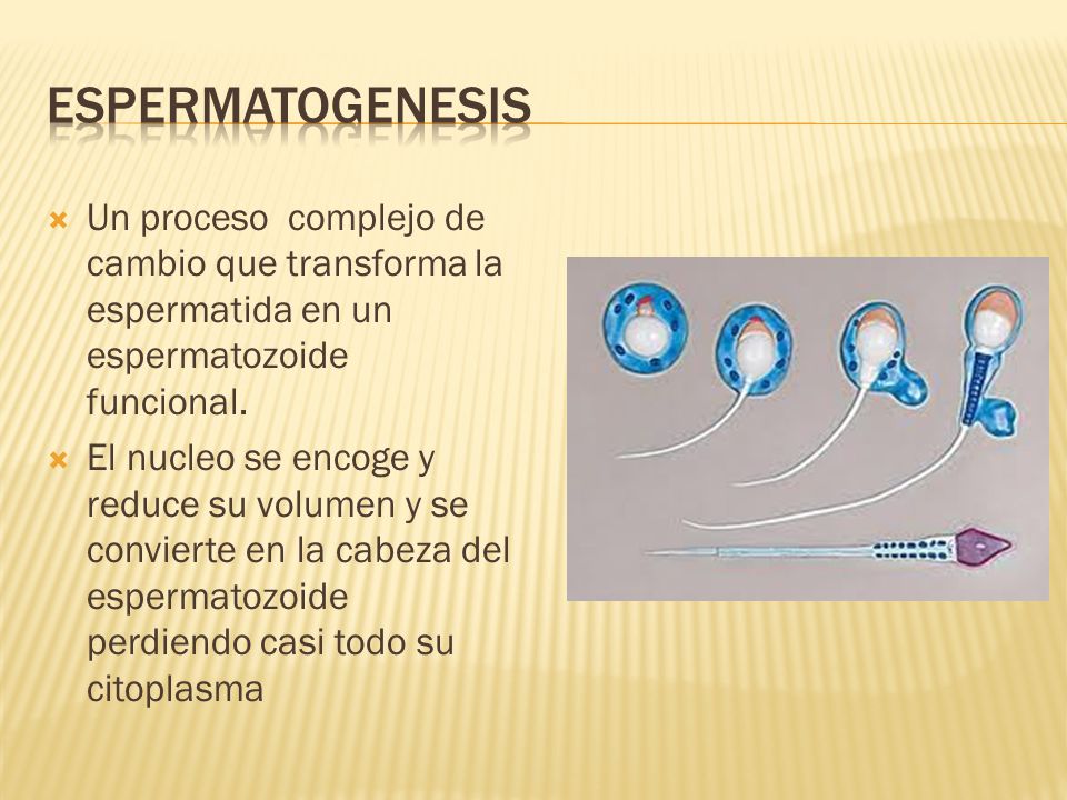 Espermatogenesis Un proceso complejo de cambio que transforma la espermatida en un espermatozoide funcional.