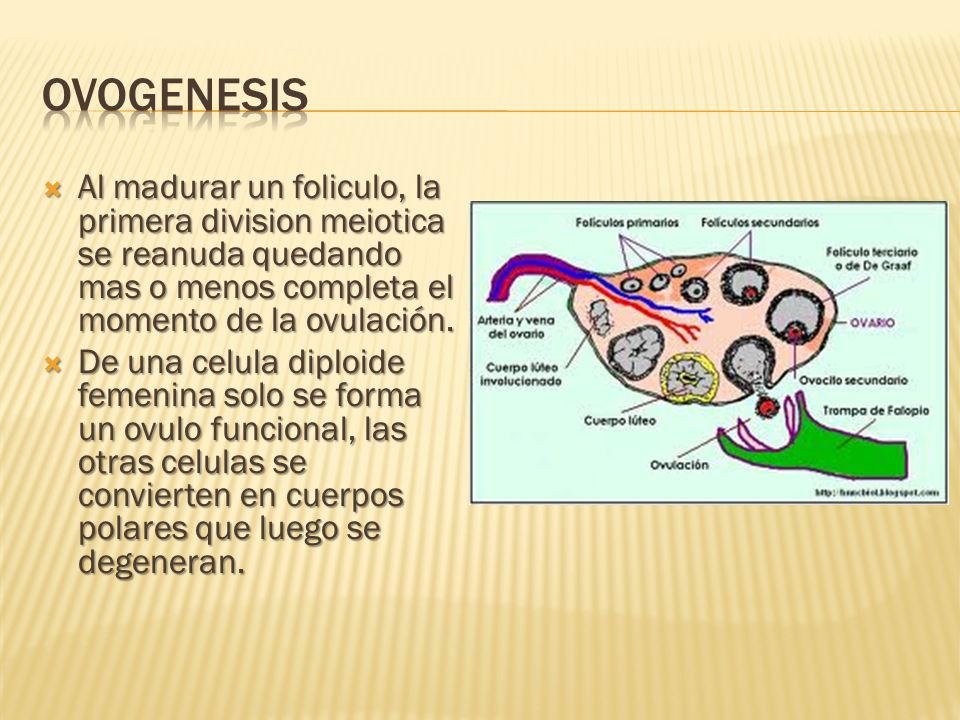 ovogenesis Al madurar un foliculo, la primera division meiotica se reanuda quedando mas o menos completa el momento de la ovulación.