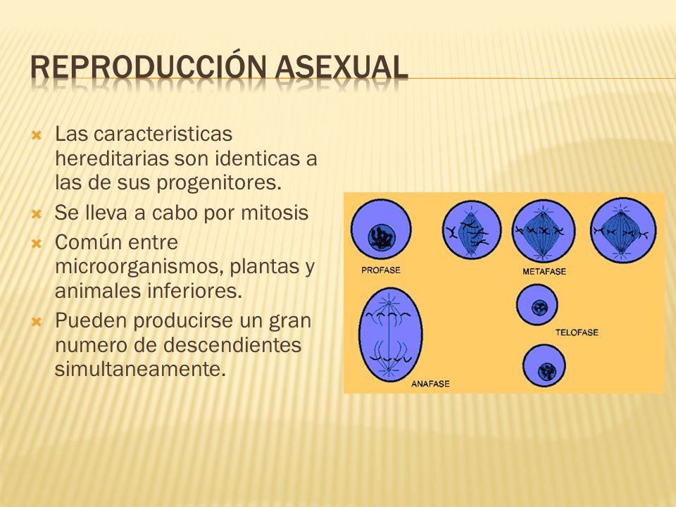 Reproducción Asexual Las caracteristicas hereditarias son identicas a las de sus progenitores. Se lleva a cabo por mitosis.