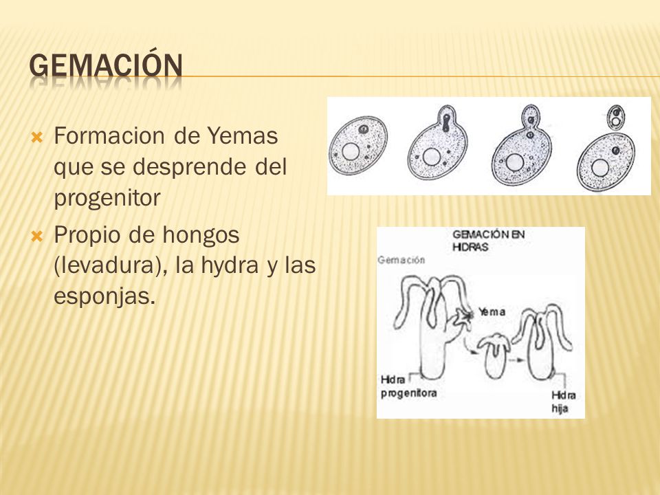 Gemación Formacion de Yemas que se desprende del progenitor
