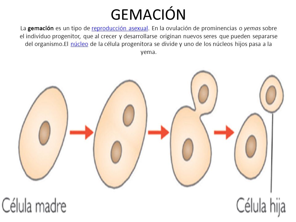 GEMACIÓN La gemación es un tipo de reproducción asexual