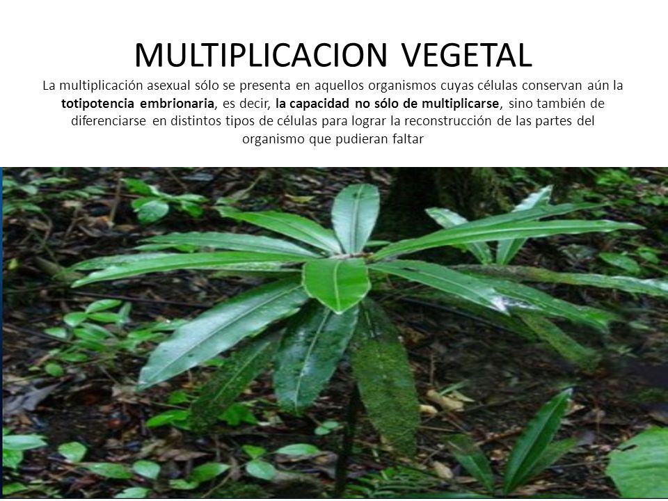 MULTIPLICACION VEGETAL La multiplicación asexual sólo se presenta en aquellos organismos cuyas células conservan aún la totipotencia embrionaria, es decir, la capacidad no sólo de multiplicarse, sino también de diferenciarse en distintos tipos de células para lograr la reconstrucción de las partes del organismo que pudieran faltar