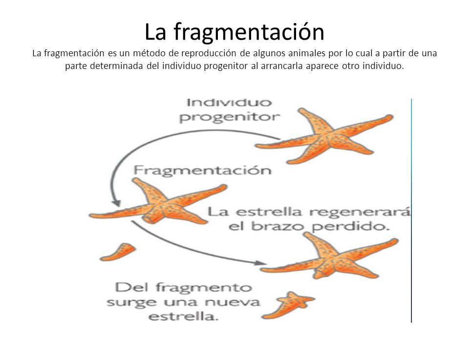 La fragmentación La fragmentación es un método de reproducción de algunos animales por lo cual a partir de una parte determinada del individuo progenitor al arrancarla aparece otro individuo.