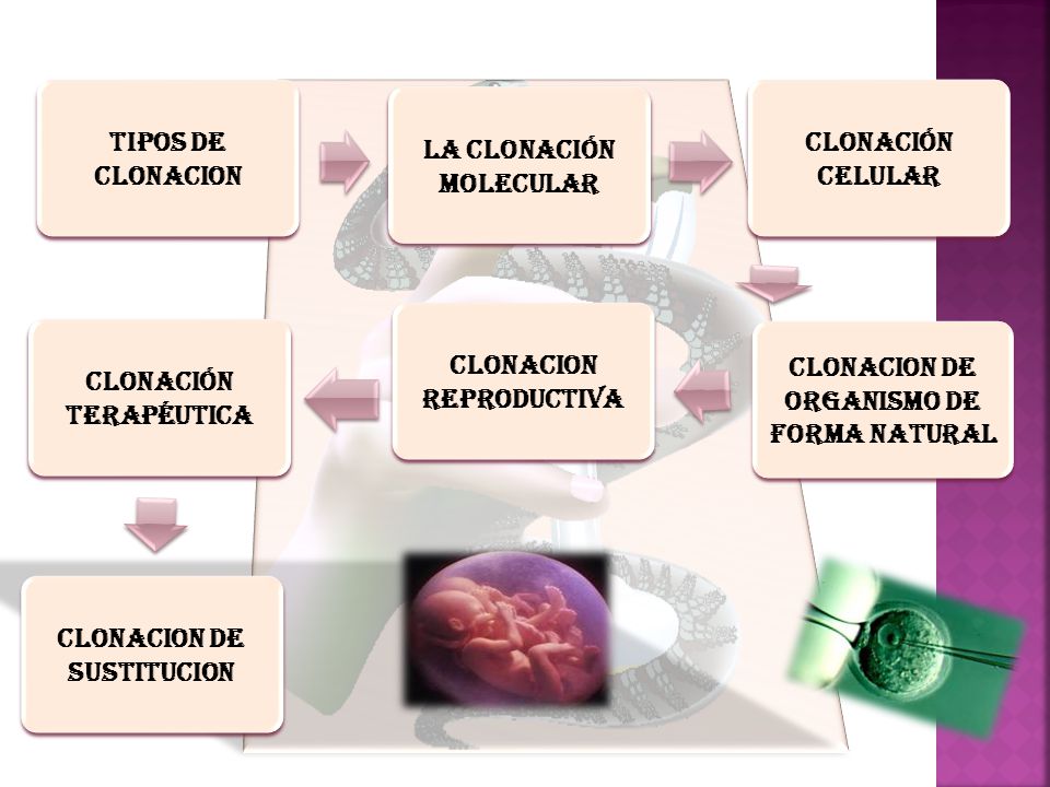 LA CLONACIÓN MOLECULAR TIPOS DE CLONACION CLONACION REPRODUCTIVA