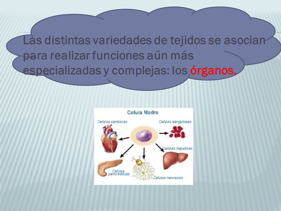 Las distintas variedades de tejidos se asocian para realizar funciones aún más especializadas y complejas: los órganos.