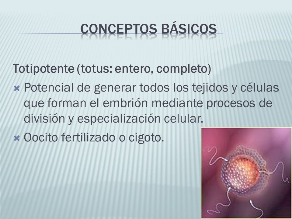 Conceptos básicos Totipotente (totus: entero, completo)