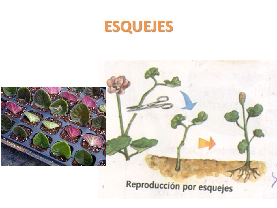 ESQUEJES