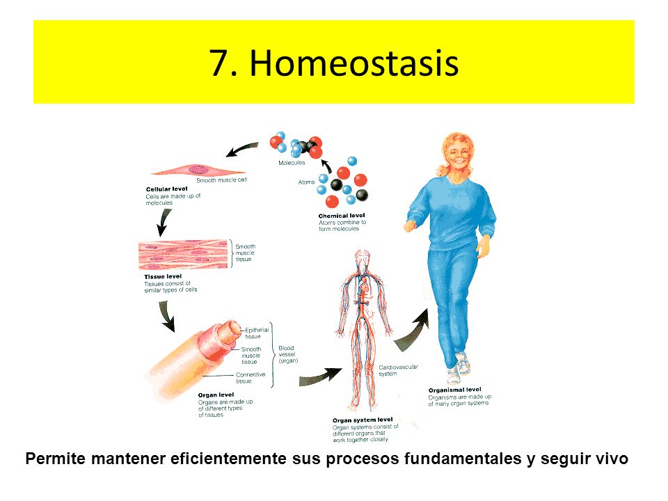7. Homeostasis Permite mantener eficientemente sus procesos fundamentales y seguir vivo