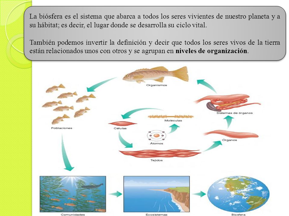 La biósfera es el sistema que abarca a todos los seres vivientes de nuestro planeta y a su hábitat; es decir, el lugar donde se desarrolla su ciclo vital.