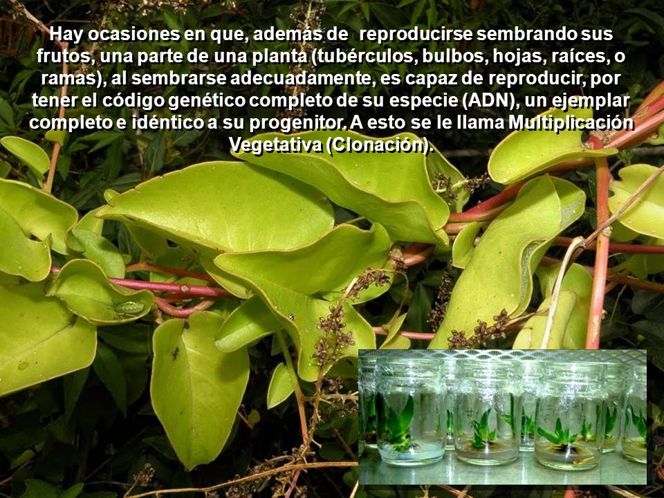 Hay ocasiones en que, además de reproducirse sembrando sus frutos, una parte de una planta (tubérculos, bulbos, hojas, raíces, o ramas), al sembrarse adecuadamente, es capaz de reproducir, por tener el código genético completo de su especie (ADN), un ejemplar completo e idéntico a su progenitor.