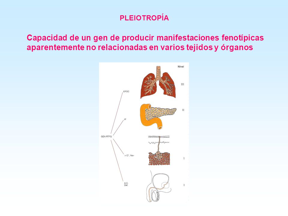 PLEIOTROPÍA Capacidad de un gen de producir manifestaciones fenotípicas aparentemente no relacionadas en varios tejidos y órganos.