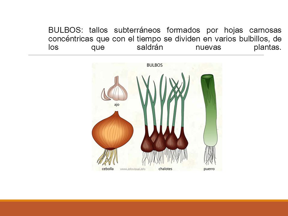 BULBOS: tallos subterráneos formados por hojas carnosas concéntricas que con el tiempo se dividen en varios bulbillos, de los que saldrán nuevas plantas.