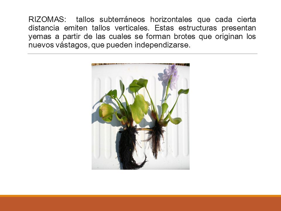 RIZOMAS: tallos subterráneos horizontales que cada cierta distancia emiten tallos verticales.