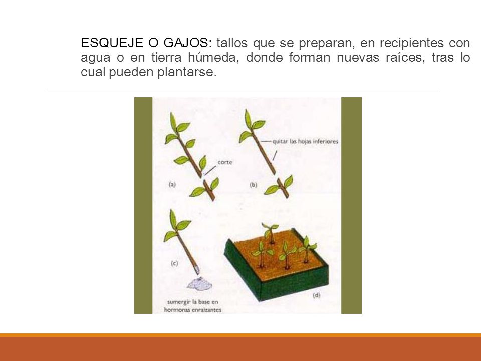 ESQUEJE O GAJOS: tallos que se preparan, en recipientes con agua o en tierra húmeda, donde forman nuevas raíces, tras lo cual pueden plantarse.