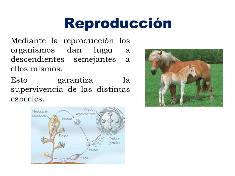 Reproducción Mediante la reproducción los organismos dan lugar a descendientes semejantes a ellos mismos.
