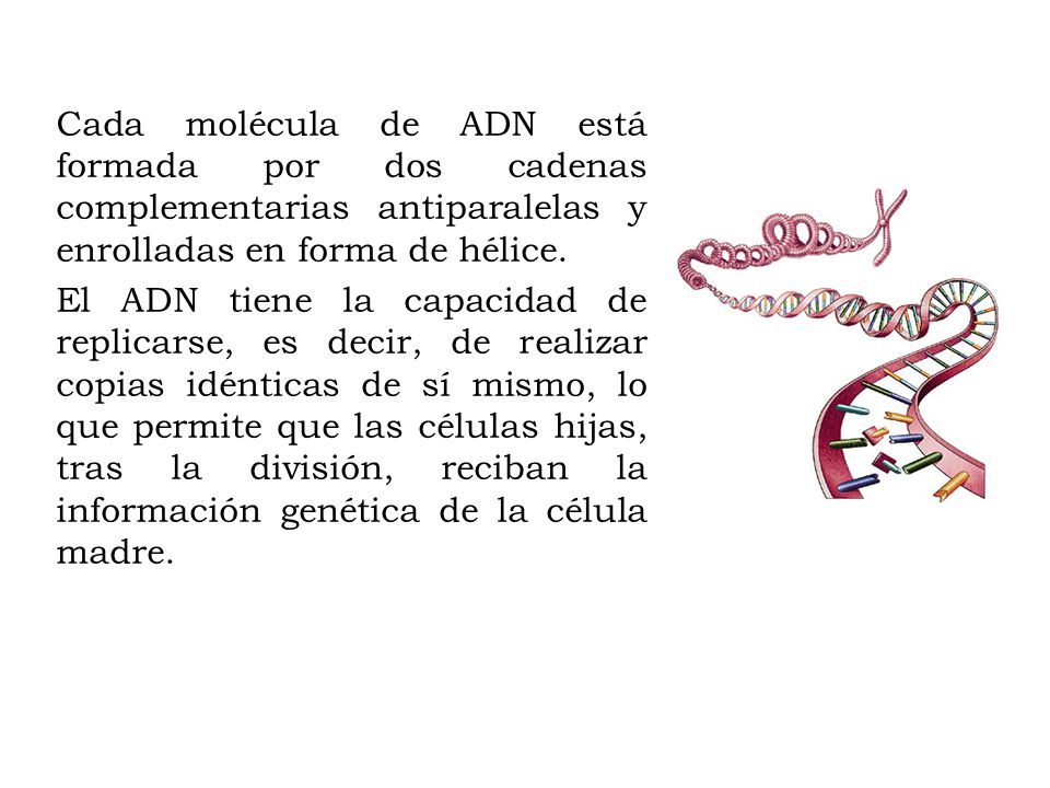 Cada molécula de ADN está formada por dos cadenas complementarias antiparalelas y enrolladas en forma de hélice.