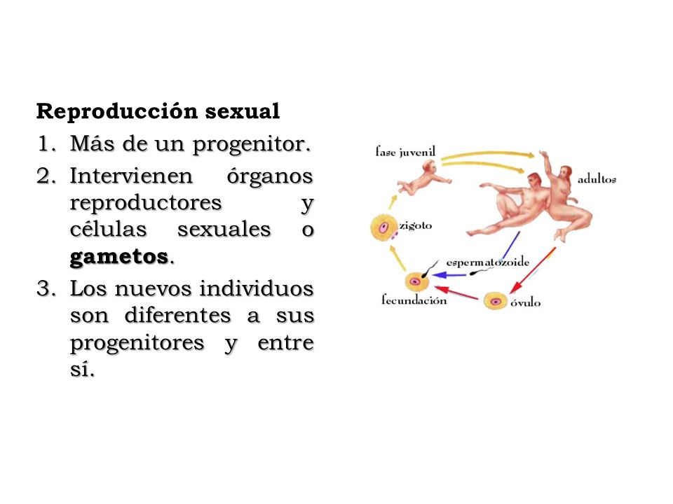 Reproducción sexual Más de un progenitor. Intervienen órganos reproductores y células sexuales o gametos.