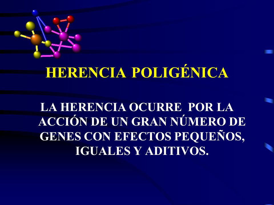 HERENCIA POLIGÉNICA LA HERENCIA OCURRE POR LA ACCIÓN DE UN GRAN NÚMERO DE GENES CON EFECTOS PEQUEÑOS, IGUALES Y ADITIVOS.