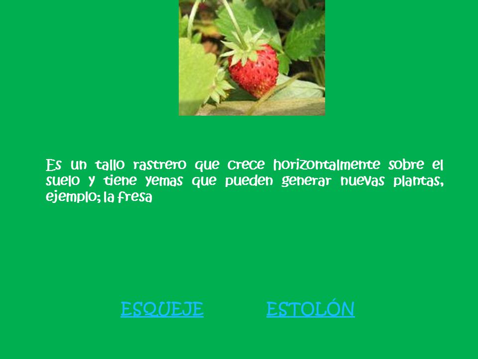 Es un tallo rastrero que crece horizontalmente sobre el suelo y tiene yemas que pueden generar nuevas plantas, ejemplo; la fresa